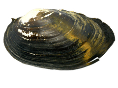 Sinanodonta schrenkii