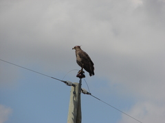 Buteogallus coronatus