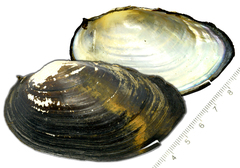 Sinanodonta schrenkii