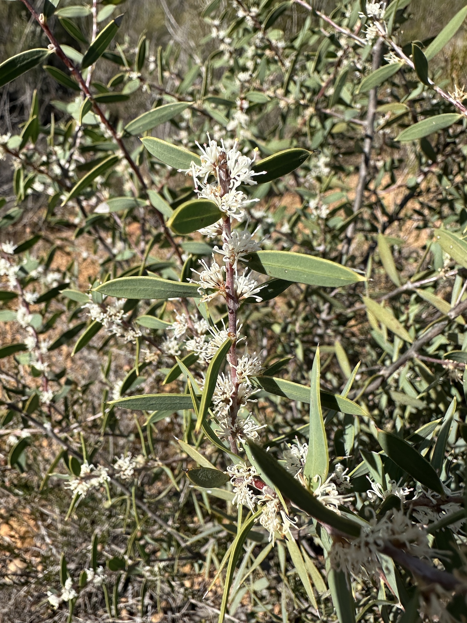 Marble Hakea (Hakea incrassata)