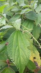 Acalypha