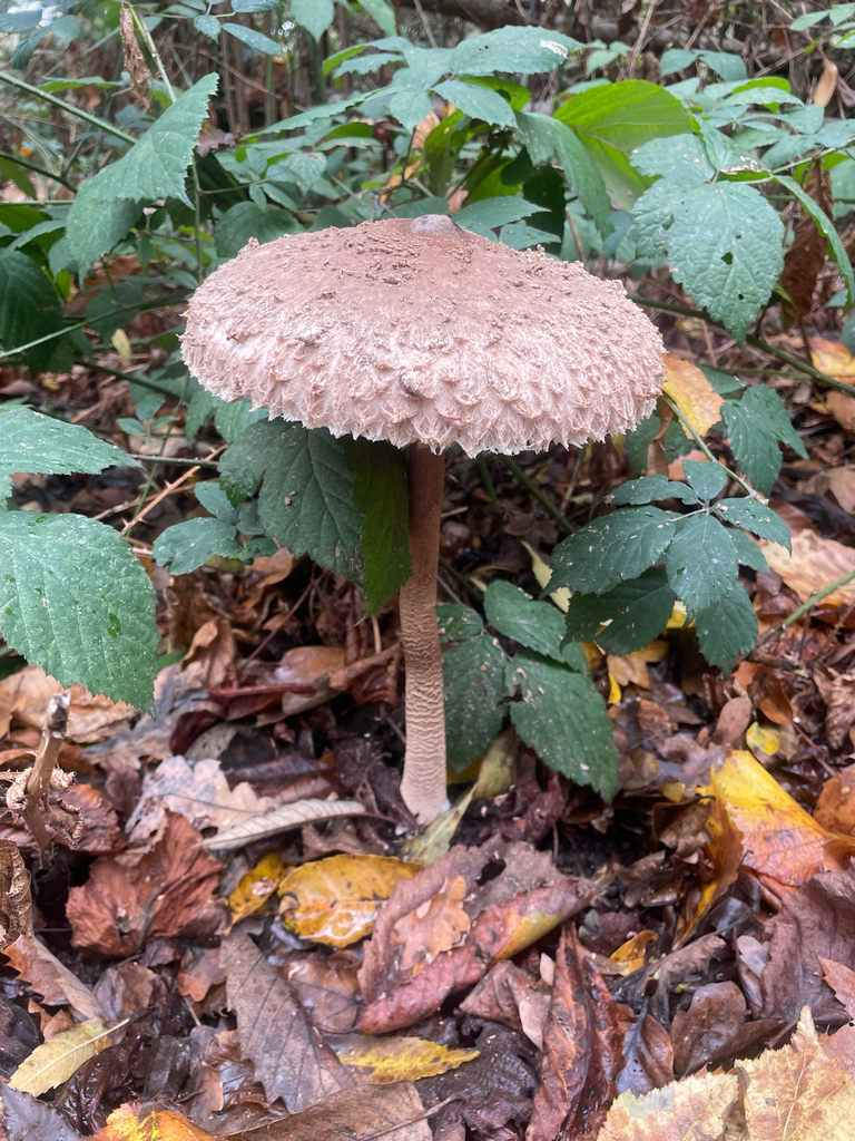 Macrolepiota procera · November 2025 · photo: © purplekate (iNaturalist, cc-by)