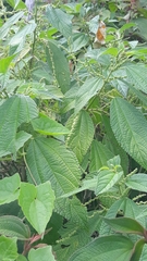 Acalypha
