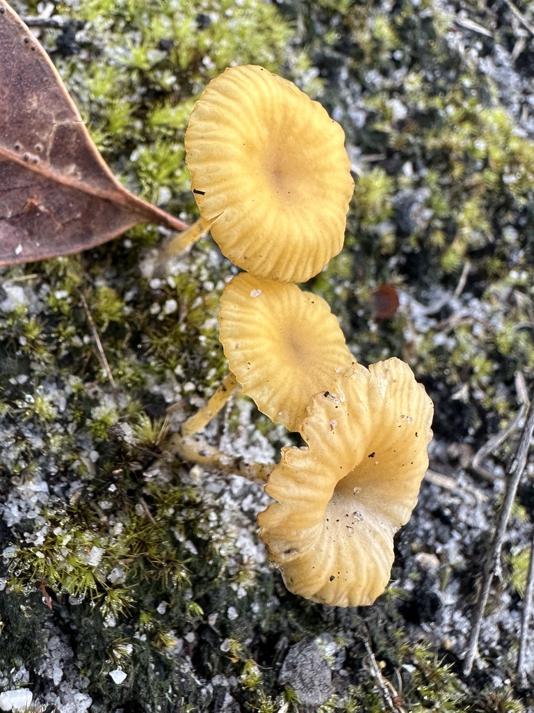 Lichenomphalia chromacea · September 2025 · photo: © sheriff_woody_pct (iNaturalist, cc-by)
