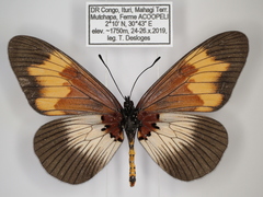 Acraea toruna