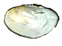 Sinanodonta schrenkii