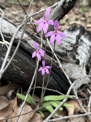 pink fairy orchid (Caladenia reptans)
