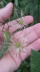 Clematis campestris