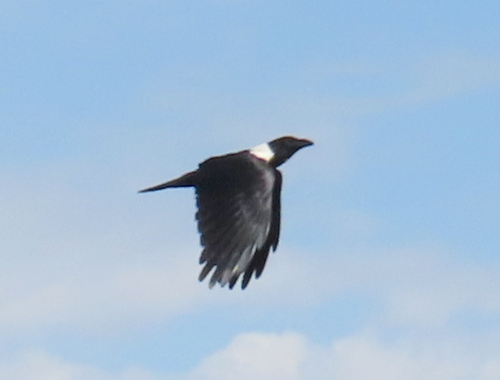 Pied Crow