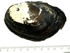 Sinanodonta schrenkii