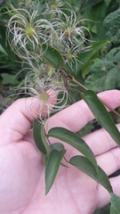 Clematis campestris