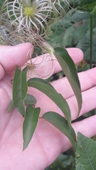 Clematis campestris