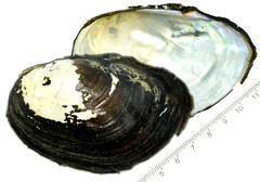 Sinanodonta schrenkii