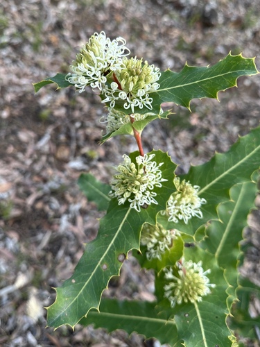 prickly hakea (Hakea amplexicaulis)