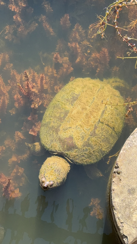 Snapping Turtle