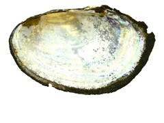 Sinanodonta schrenkii