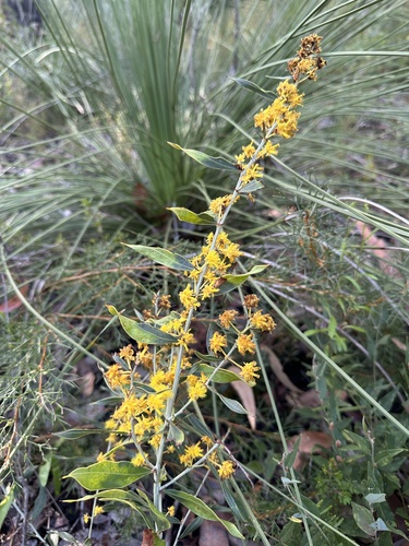 Rib Wattle (Acacia nervosa)
