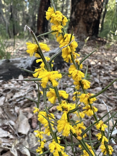 Curved wattle (Acacia incurva)