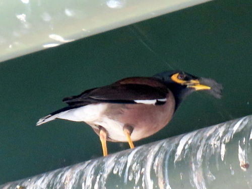 Common Myna