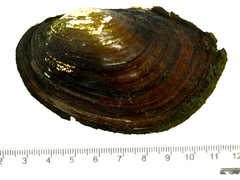 Sinanodonta schrenkii
