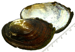 Sinanodonta schrenkii