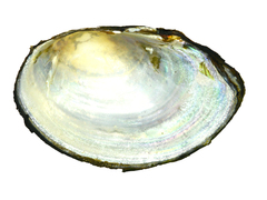 Sinanodonta schrenkii