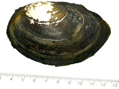 Sinanodonta schrenkii