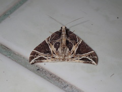 Ecliptopera rectilinea