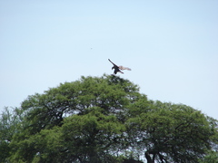 Buteogallus coronatus