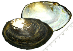 Sinanodonta schrenkii