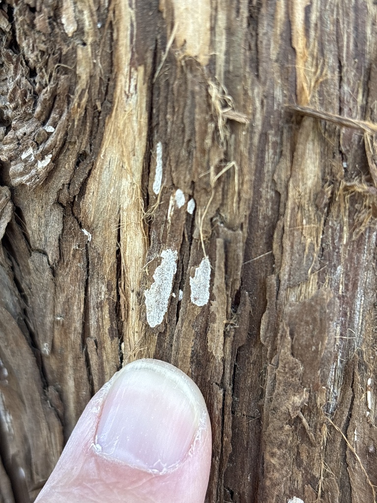Dendrothele nivosa · November 2025 · photo: © sambiology (iNaturalist, cc-by)
