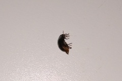 Rhyzobius forestieri