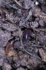 Chaetophiloscia sicula