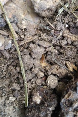 Chaetophiloscia sicula