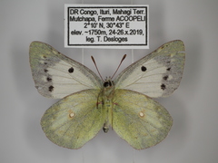 Colias electo pseudohecate