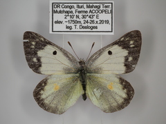 Colias electo pseudohecate