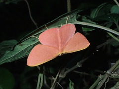 Eumelea rosalia