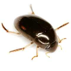 Tropisternus quadristriatus