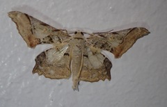 Krananda semihyalina