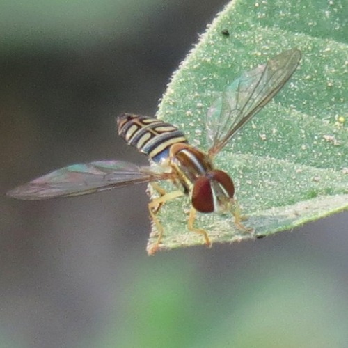 Unknown species found near Rillito, Tucson, AZ, USA