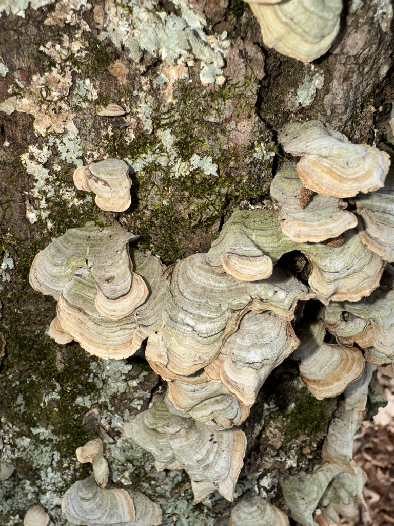 Stereum fasciatum · November 2025 · photo: © elk652 (iNaturalist, cc0)