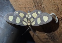 Pseudeuchromia maculifera