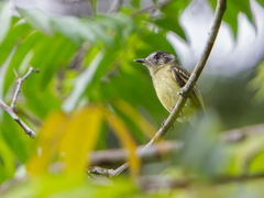 Leptopogon superciliaris