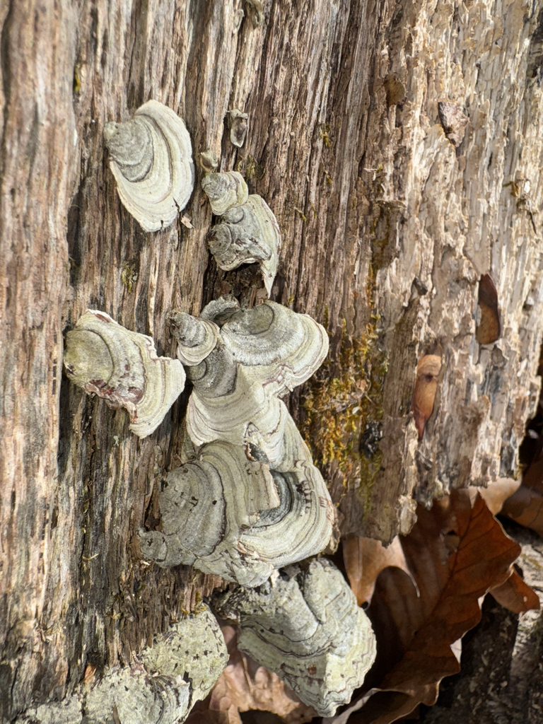 Stereum fasciatum