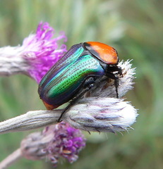 Leucocelis amethystina