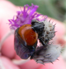 Leucocelis amethystina