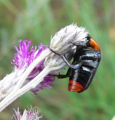 Leucocelis amethystina
