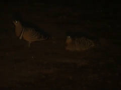 Pterocles quadricinctus