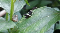 Ommatolampidinae