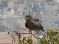 Milvus migrans govinda